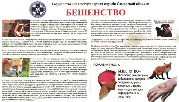 Бешенство. Памятка