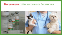 ВНИМАНИЕ!!! 06.06.2025 года будет проводиться вакцинация собак и кошек против бешенства с. Васильевка ул. Коллективная 54А с 10.00 до 12.00, п. Рассвет возле магазина Горилка с 12.30 до 14.00