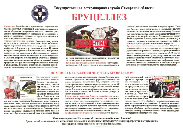 бруцеллез. Памятка