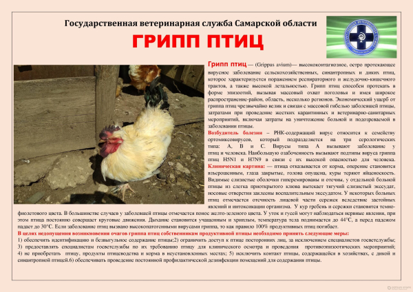 Грипп птиц. Памятка
