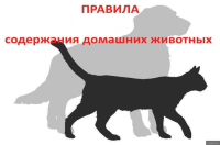 Внимание! Информация о содержании и выгуле домашних животных